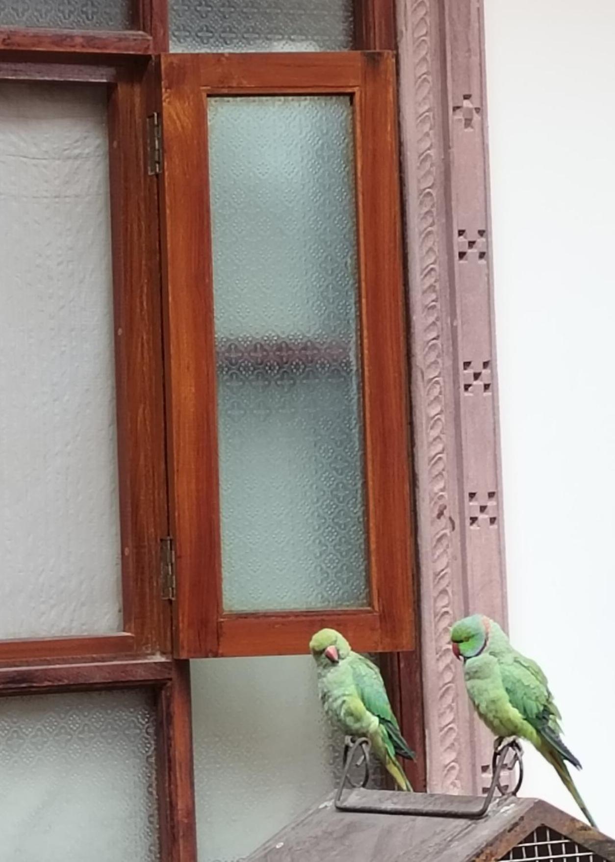 Rigmor Haveli Hotell Jodhpur  Eksteriør bilde